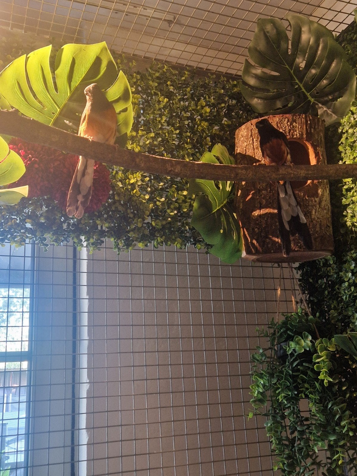 Schamalijster, Meerdere dieren