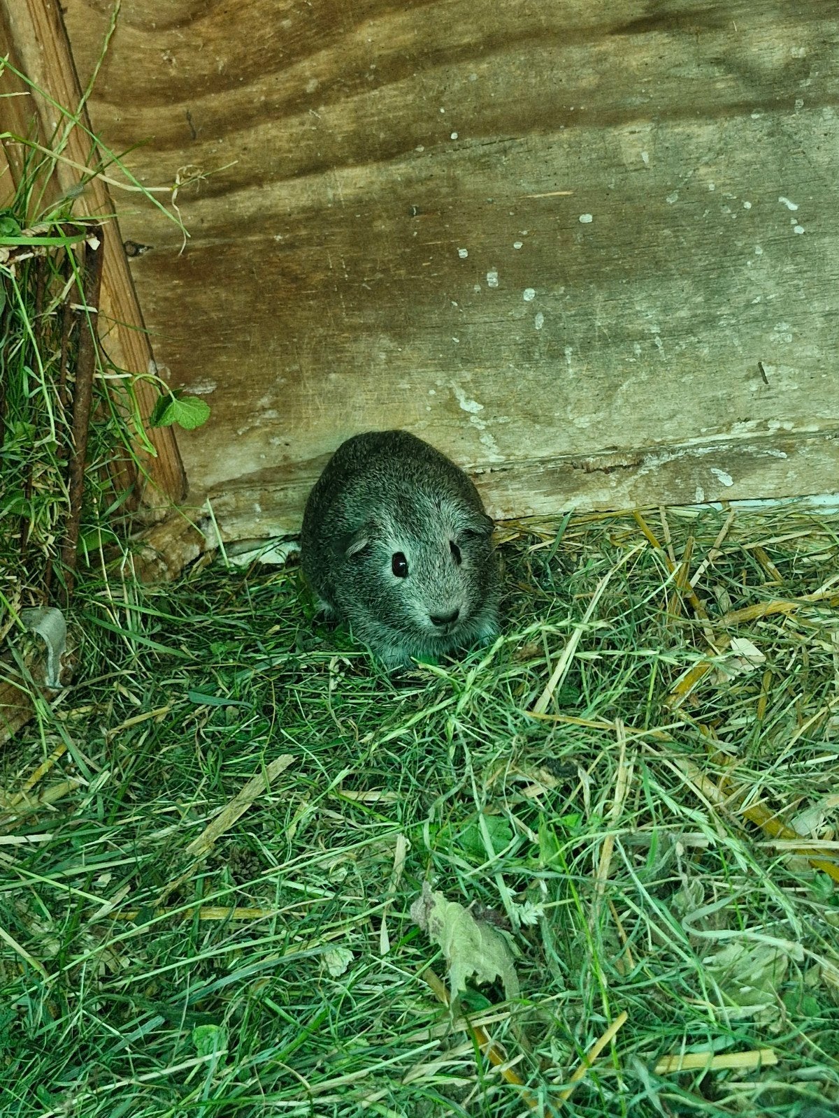 Baby vrouwelijke cavia te koop, Dieren en Toebehoren, Knaagdieren, Cavia, Juni, Vrouwelijk, Tam