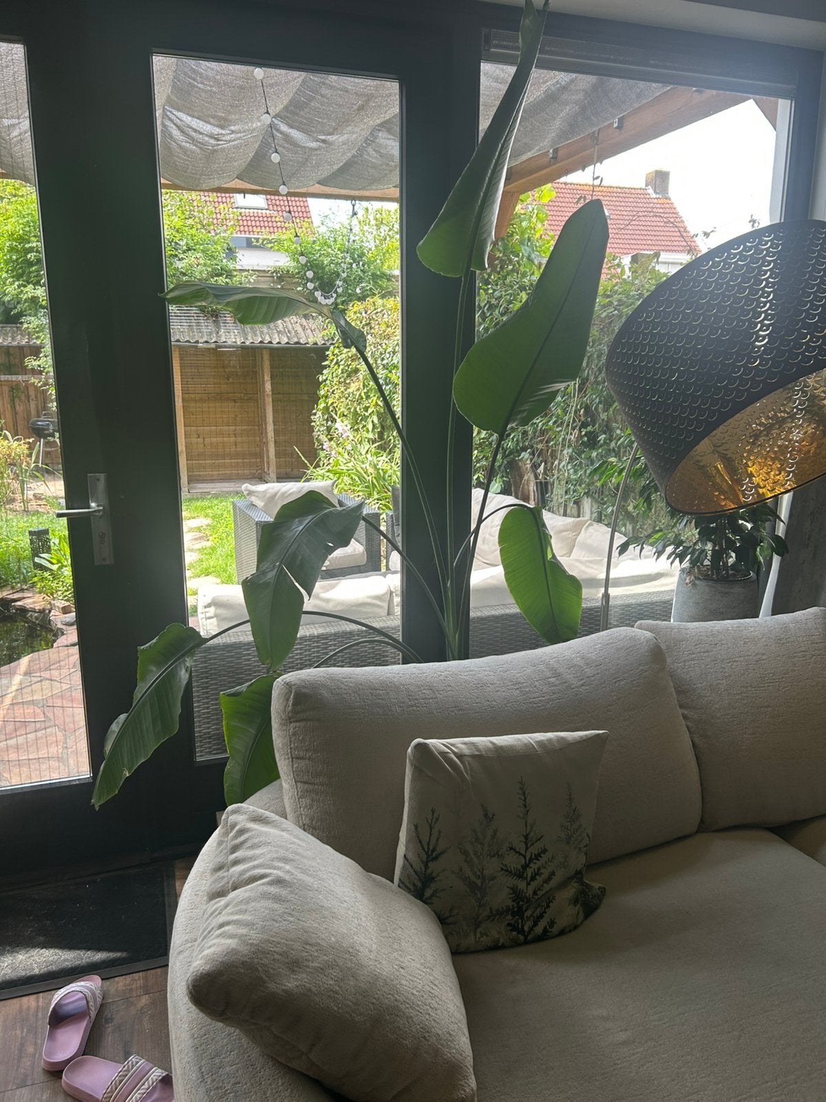 Grote Strelitzia Nicolai paradijsvogelplant inclusief pot, Ophalen, Halfschaduw, 200 cm of meer