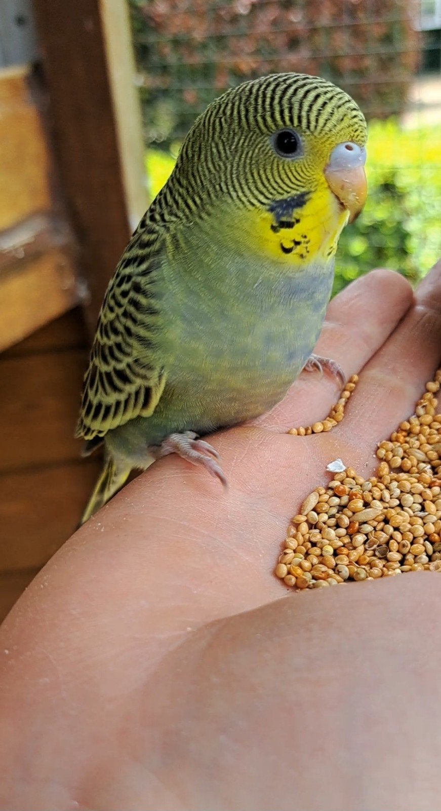 Handtamme jonge grasparkiet pop, groen met blauwe gloed, Vrouwelijk, Parkiet, Tam