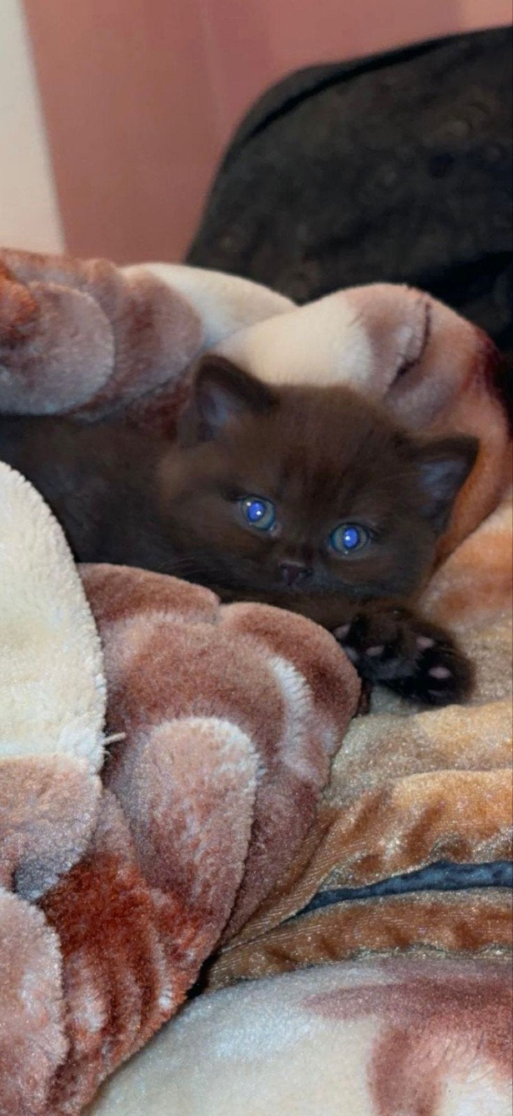 britse korthaar kittens, Meerdere dieren, 0 tot 2 jaar