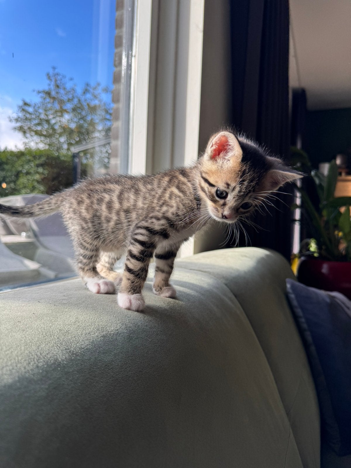 Bengalen kittens mix