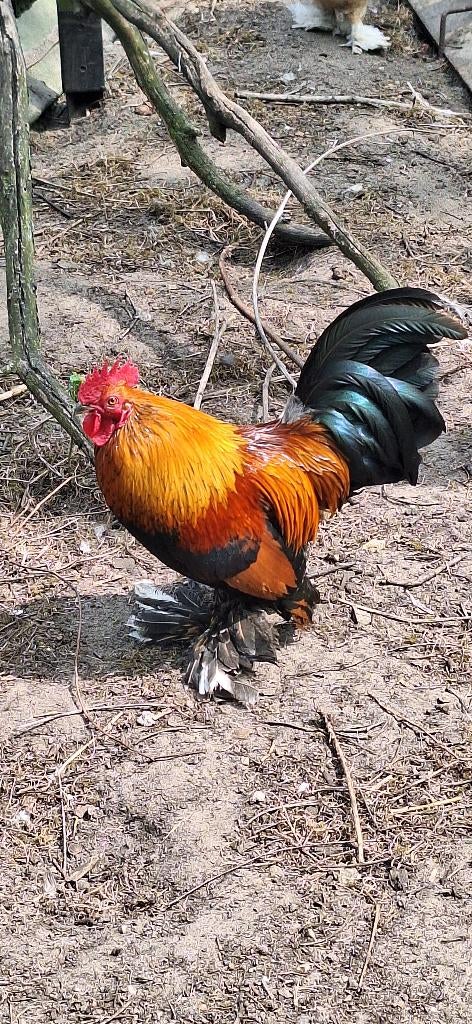 Sabelpoot kriel hanen, Dieren en Toebehoren, Pluimvee, Mannelijk, Kip