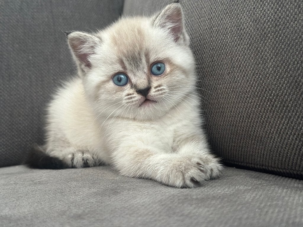 Britse Korthaar kittens / British Shorthair kittens, Dieren en Toebehoren, Katten en Kittens | Raskatten | Korthaar, Meerdere dieren