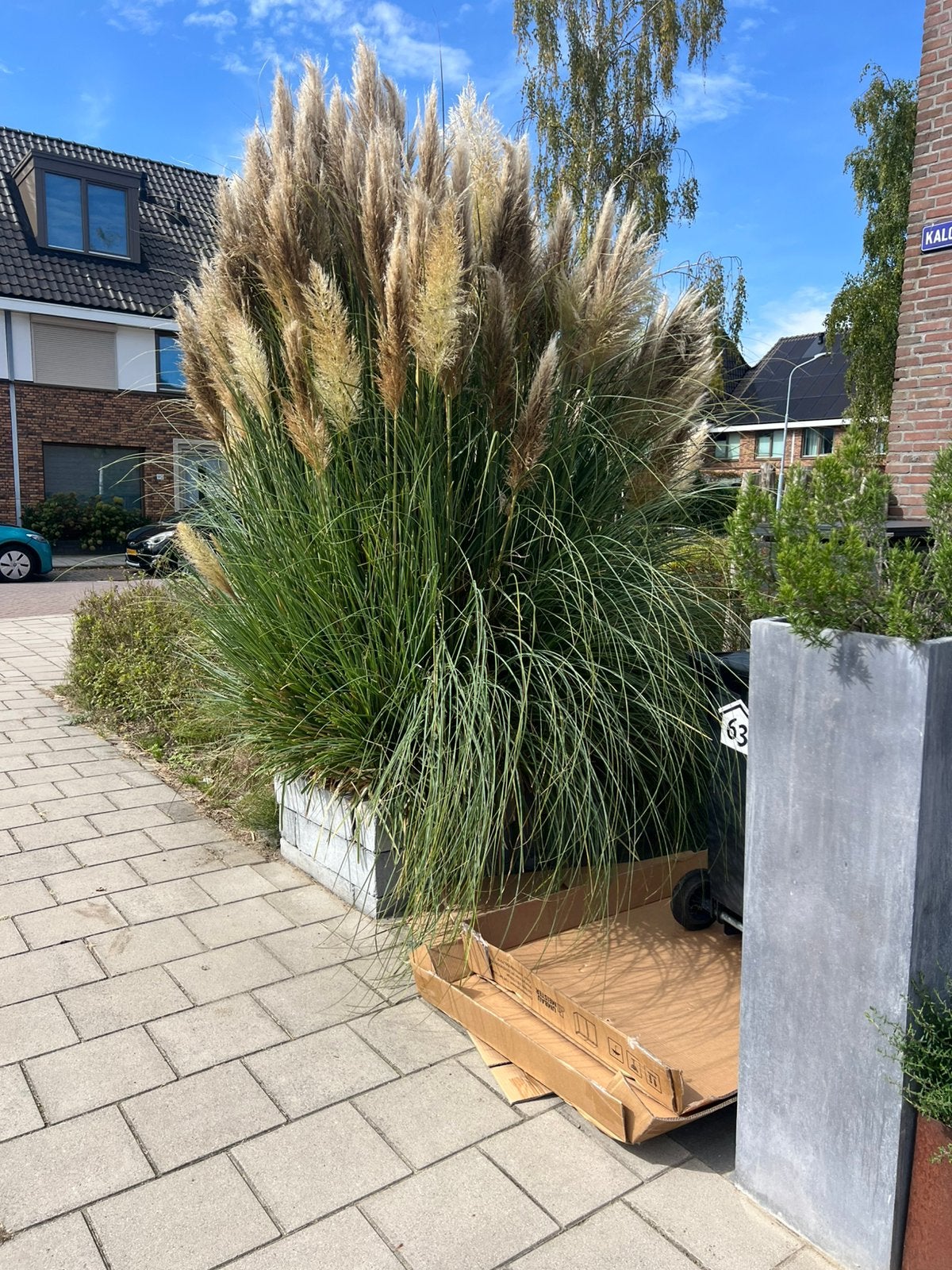 Gratis op te halen pampasgras, Ophalen, Overige soorten