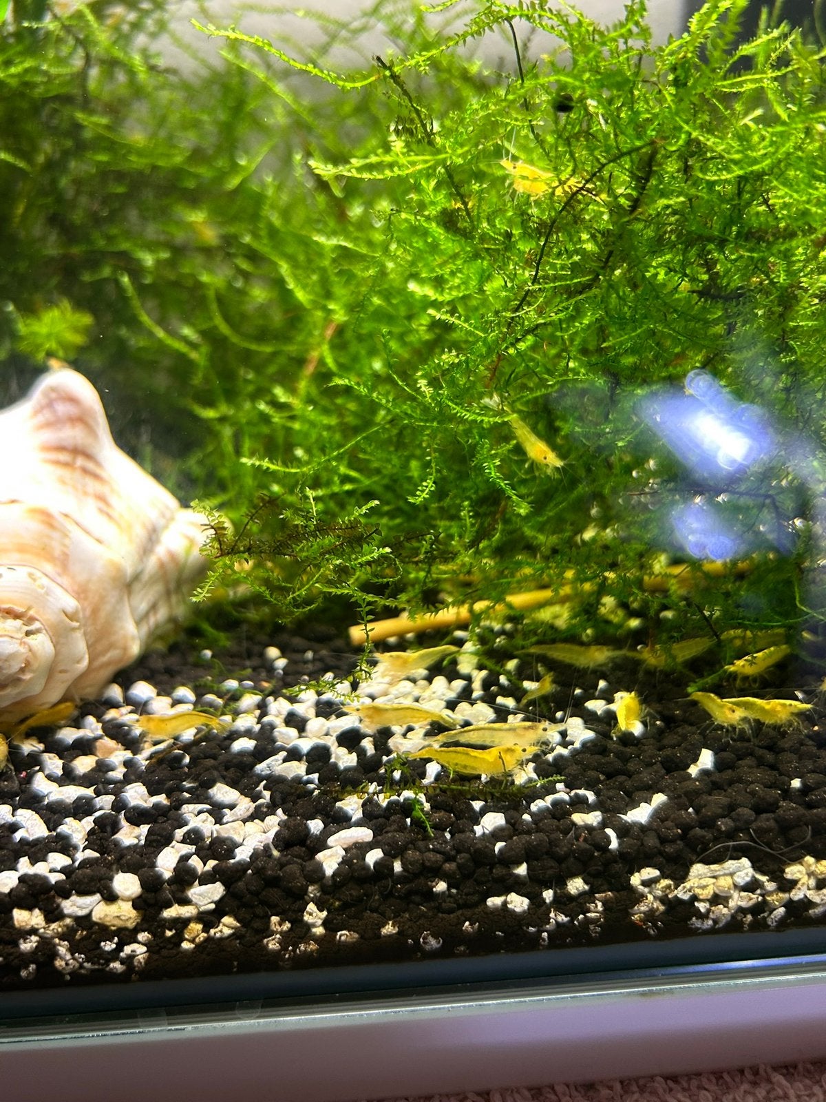 Mooie gele garnalen op kraanwater, Dieren en Toebehoren, Vis