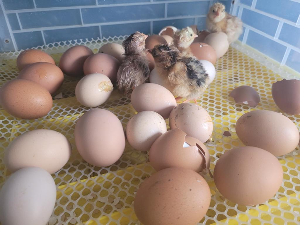 Broedservice voor ALLE vogels en pluimvee!, Meerdere dieren