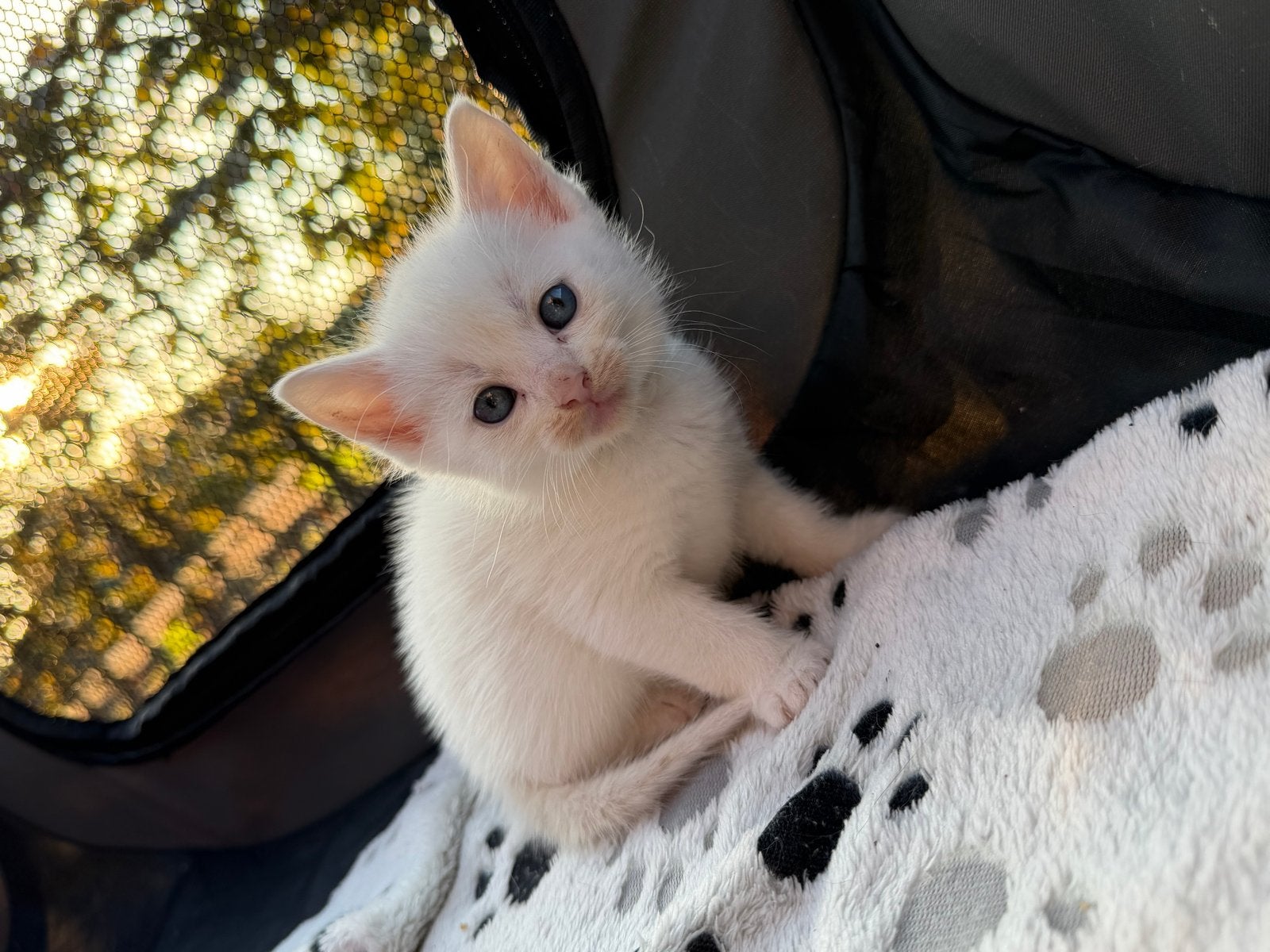 lieve kittens zoeken forver home, Dieren en Toebehoren
