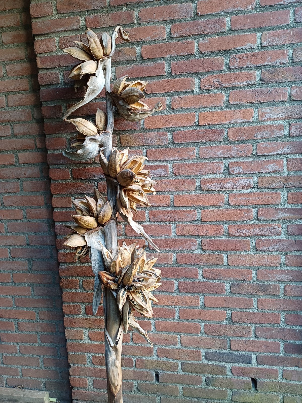 Grote tak met bloemen.  Gedroogd, Ophalen, Zo goed als nieuw