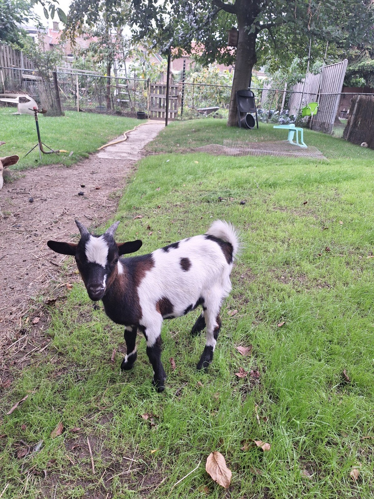 Te koop, mooi driekleurig bokje, Mannelijk, Geit, 0 tot 2 jaar