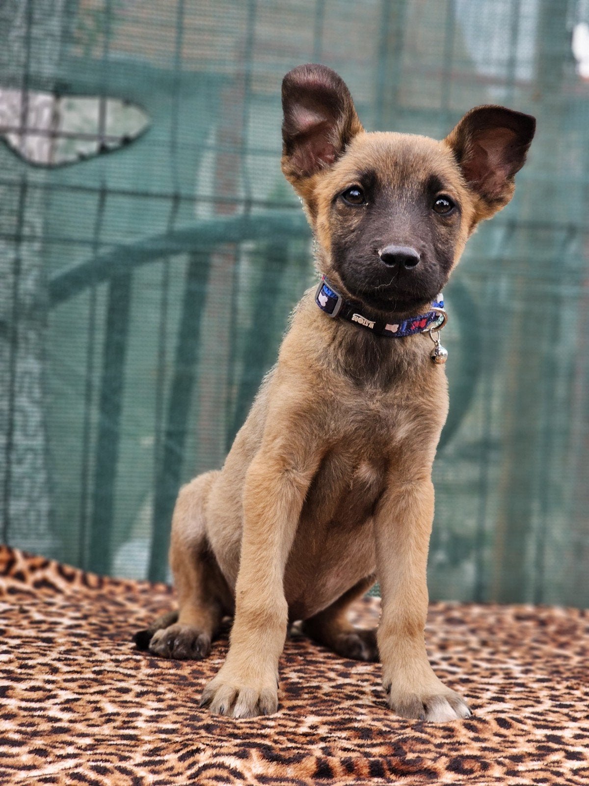 Pup Mack zoekt een baasje, Dieren en Toebehoren, Honden | Niet-rashonden, 15 weken tot 1 jaar, Buitenland, Eén hond, Reu