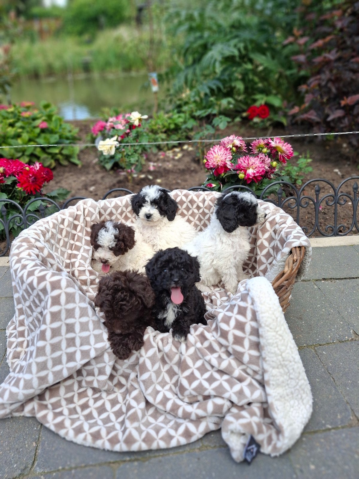 Dwergpoedel x toypoedel pups Teefjes, Poedel, Parvo, 8 tot 15 weken, Teef