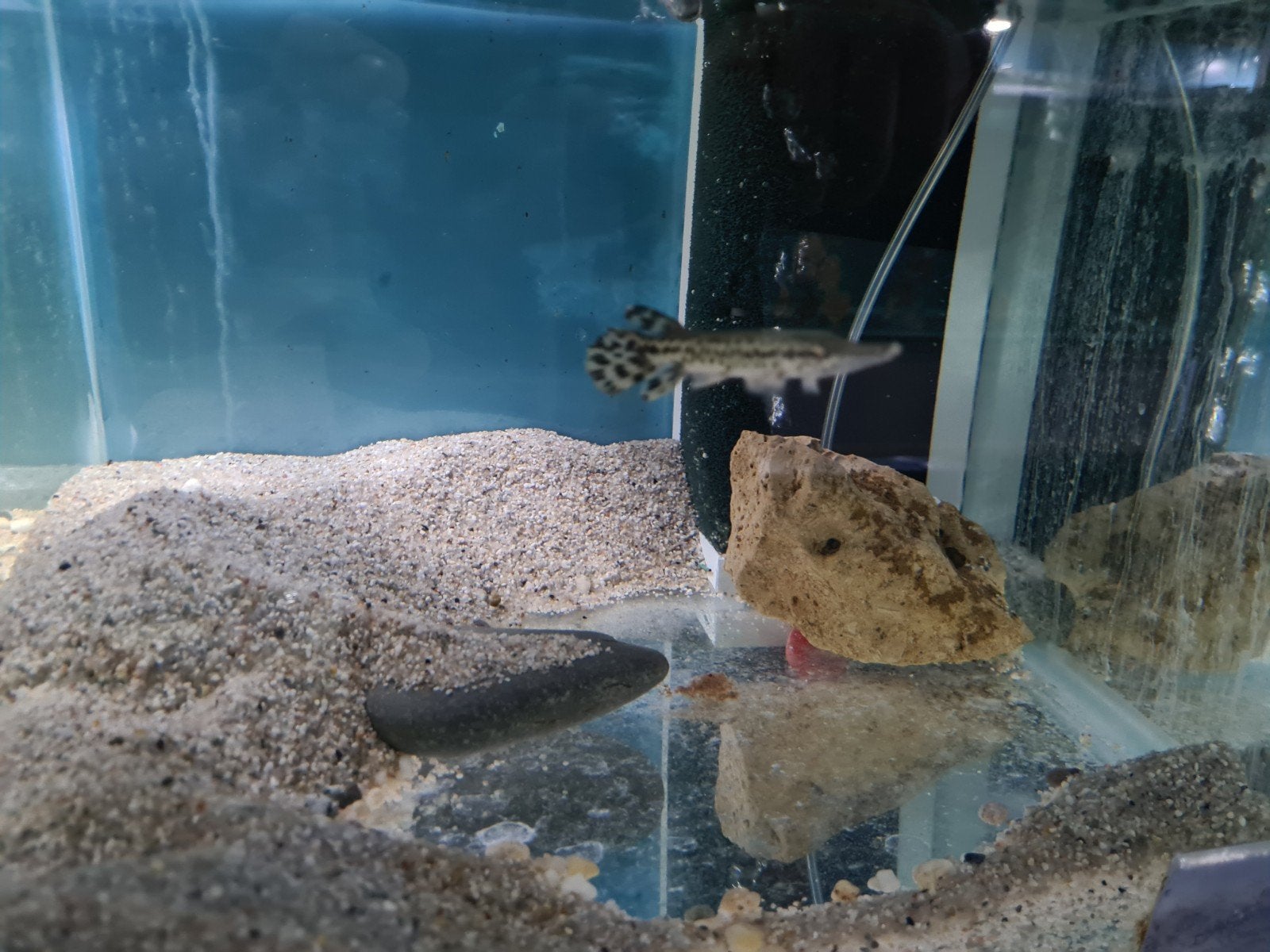 Alligator Gar, Atractosteus Spatula, Beensnoek, Vis, Zoetwatervis