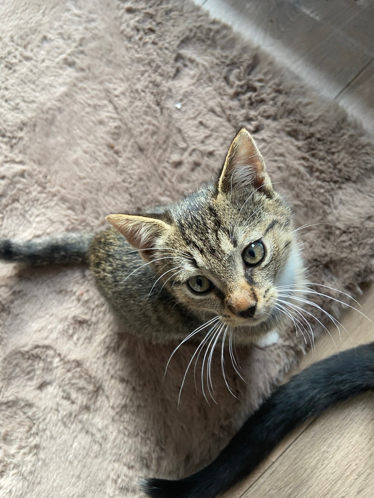 lieve kittens zoeken een fijn huisje :), Kater, Kortharig, 0 tot 2 jaar