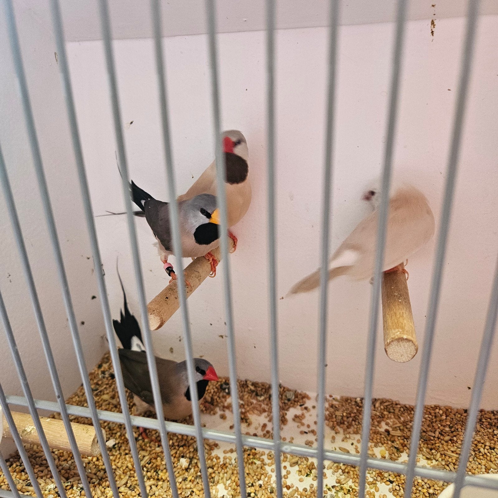 Spitsstaart mutaties, Dieren en Toebehoren, Meerdere dieren, Tropenvogel