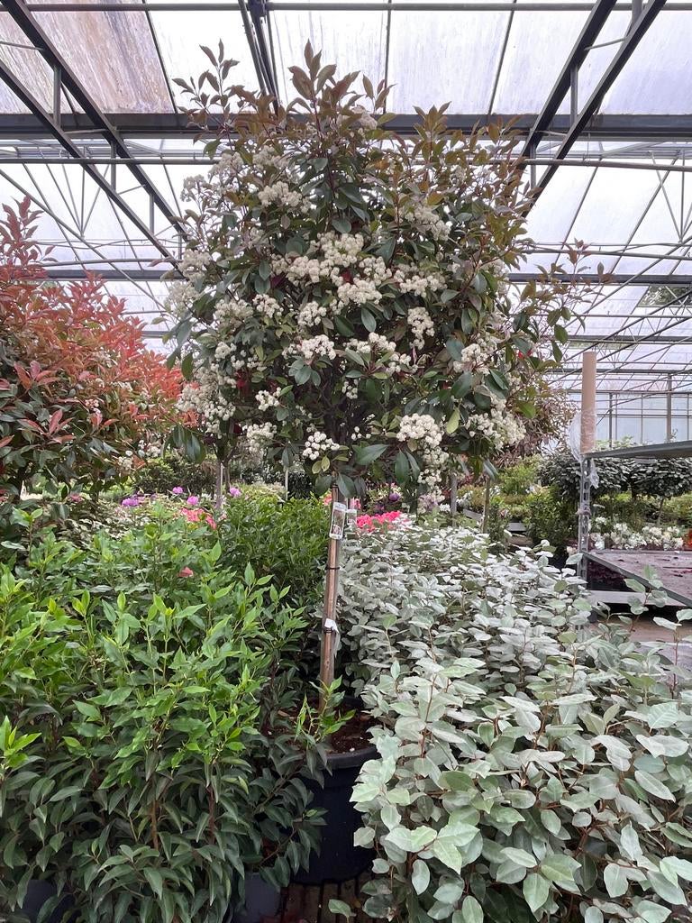Photinia fraseri 'Red Robin' op stam - Glansmispel, Tuin en Terras, Ophalen of Verzenden