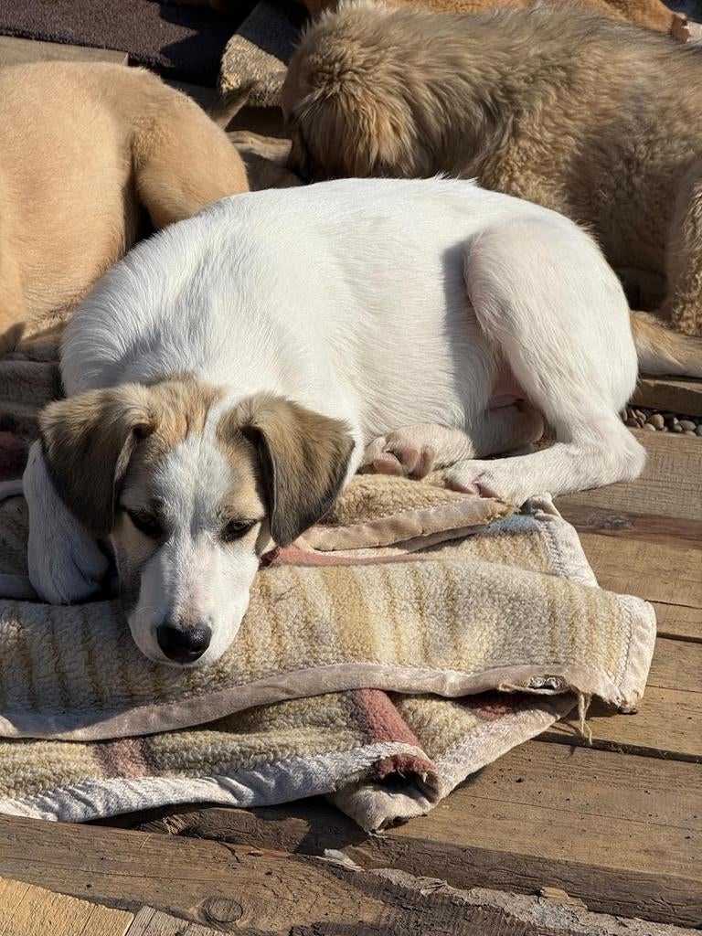 Puppys 4-6 maanden adoptie herplaatser, Dieren en Toebehoren, Honden | Niet-rashonden, Particulier, 15 weken tot 1 jaar, Buitenland