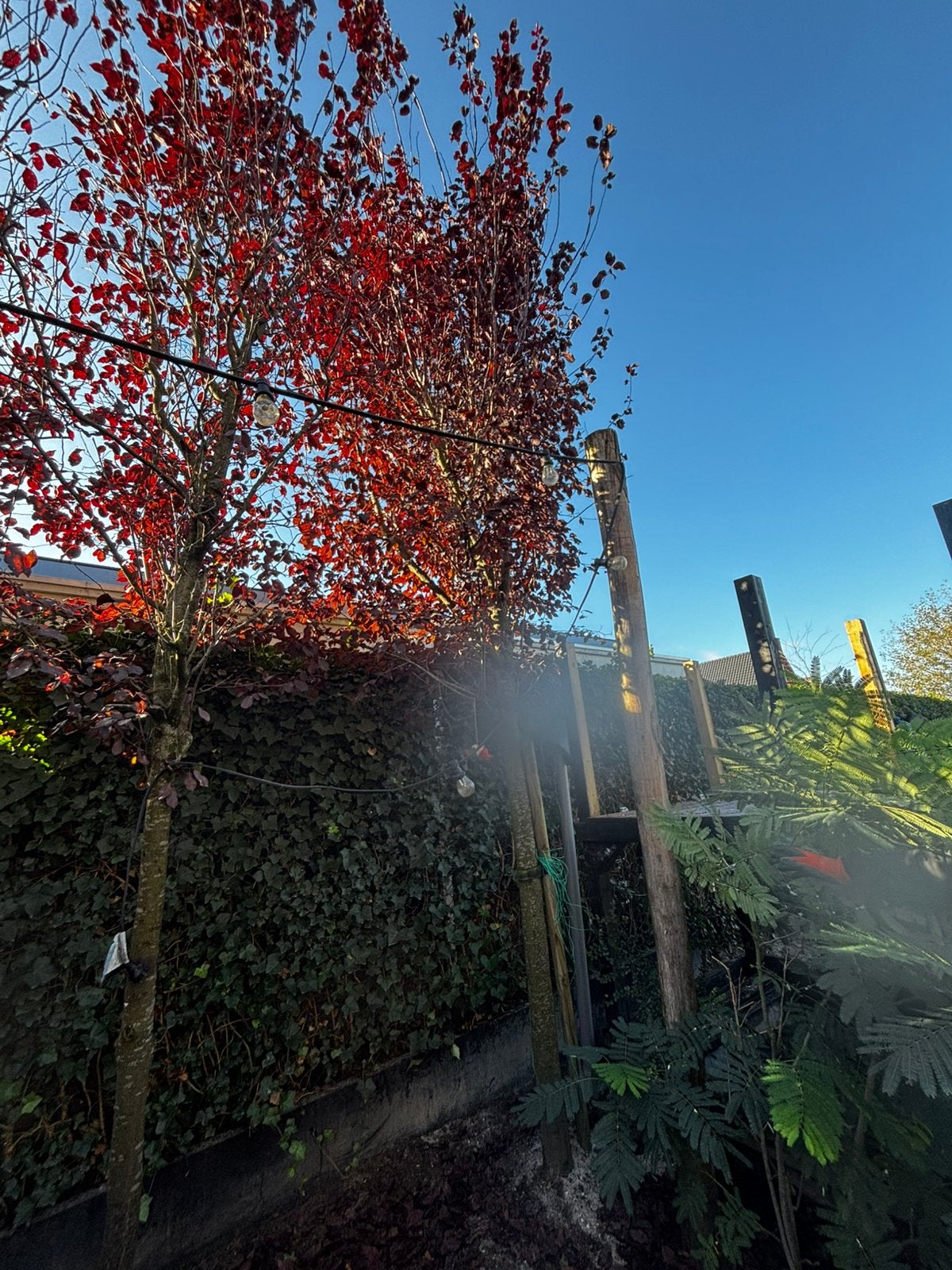 Rode Sierkers/ Prunus cerasifera 'Nigra' ? - 5m hoog, Ophalen, Volle zon, Overige soorten