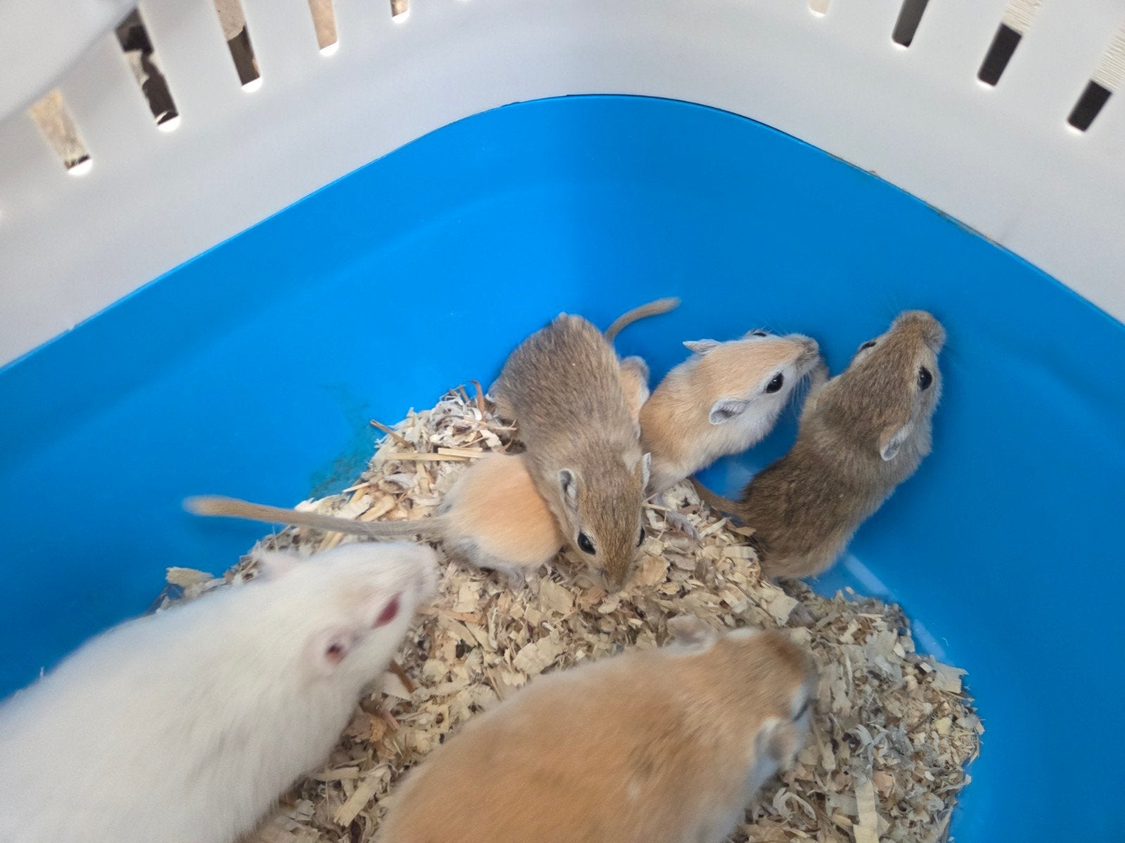 Prachtig nestje gerbils, Juli, Meerdere dieren, Overige typen, Tam