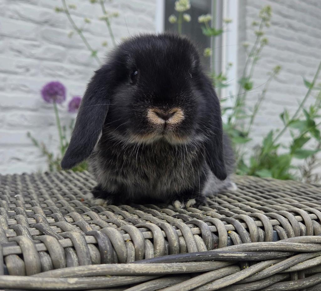 Koppeltje in gezin opgegroeide tamme dwerghangoorkonijntjes, Dieren en Toebehoren, Konijnen, Meerdere dieren, Dwerg, Hangoor, 0 tot 2 jaar