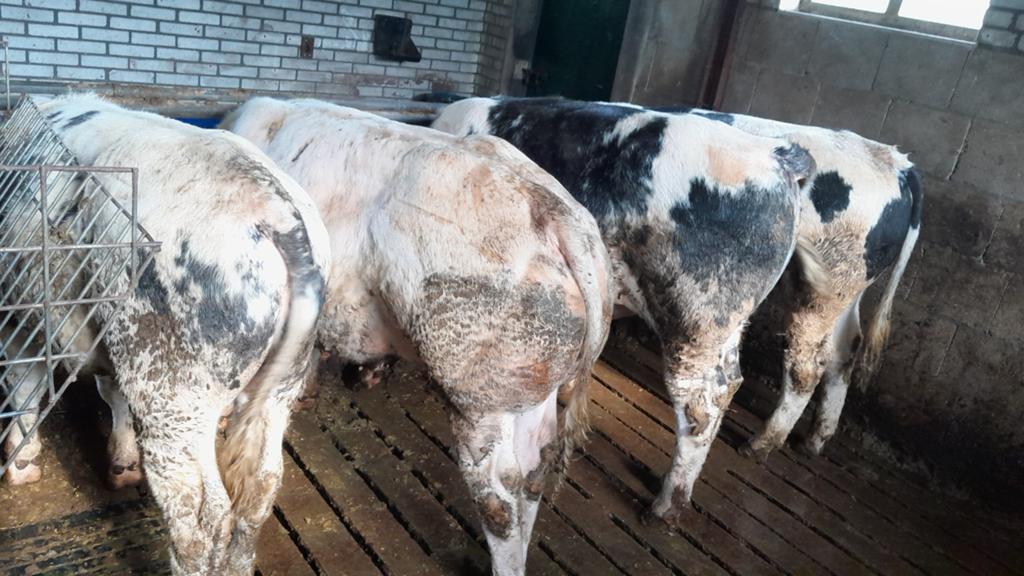 Runderen, stieren te koop., Dieren en Toebehoren, Runderen, Mannelijk