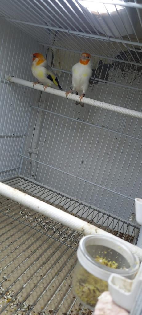 Agaat opaal major putter koppel 2024, Dieren en Toebehoren, Vogels | Overige Vogels, Meerdere dieren, Wildzangvogel, Geringd