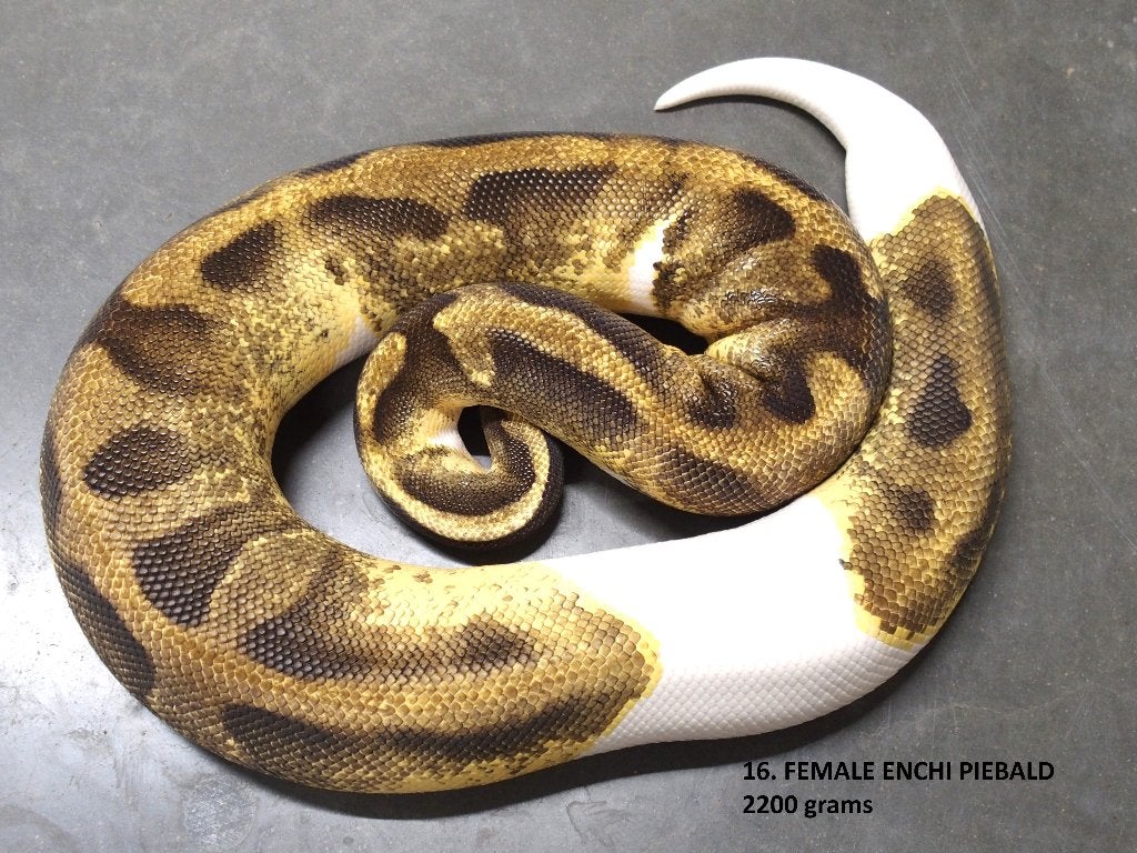 Koningspythons halwas en volwassen kweekdieren deel 1 Ball Python photo 16