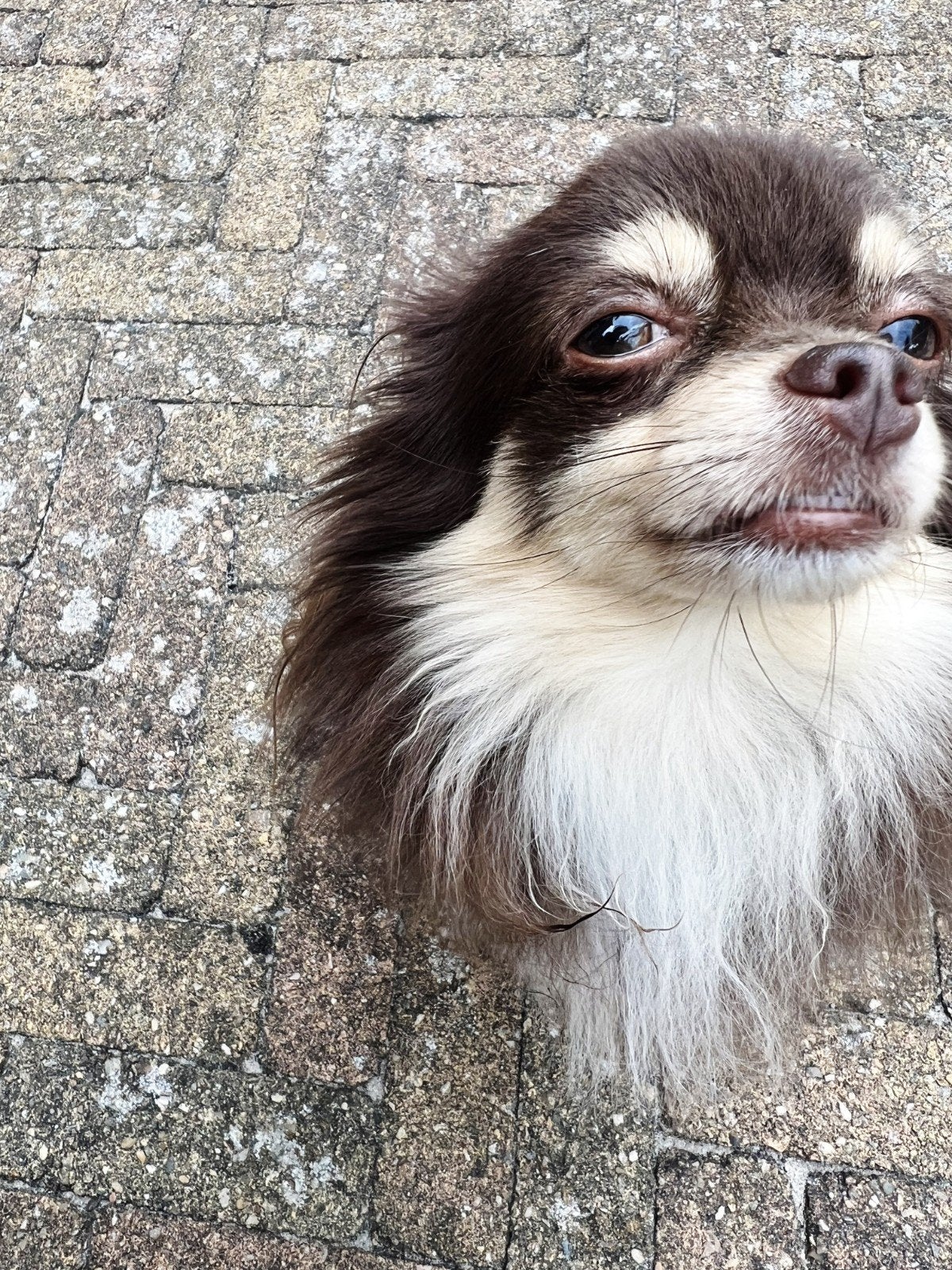 Chihuahua pup teefje gezocht, 8 tot 15 weken, Meerdere dieren, Eén hond, Chihuahua