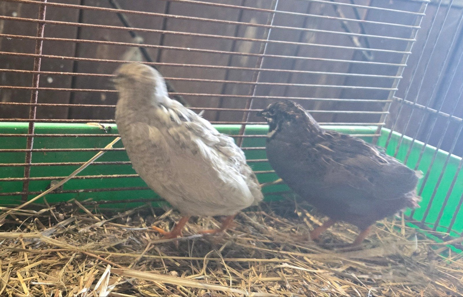 Chinese Kwartel Hen of Koppel, Vrouwelijk, Overige soorten
