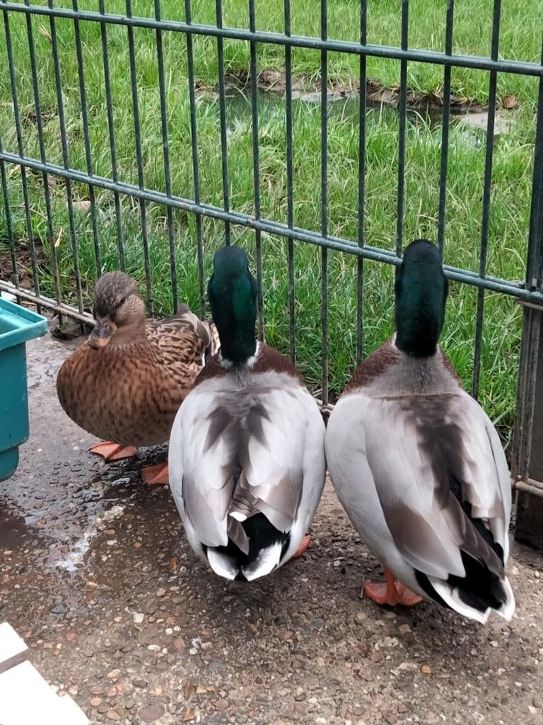 Hollandse kwakers, kwekereend, man, Mannelijk, Eend