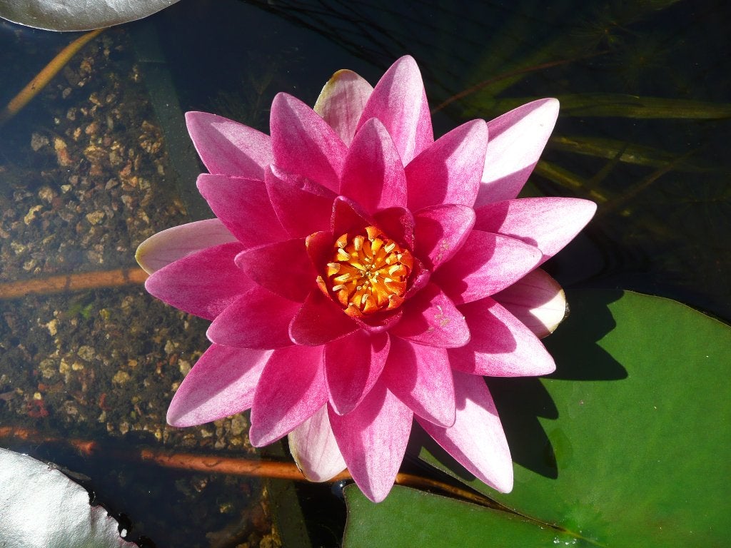 Roze rode waterlelie, Ophalen of Verzenden