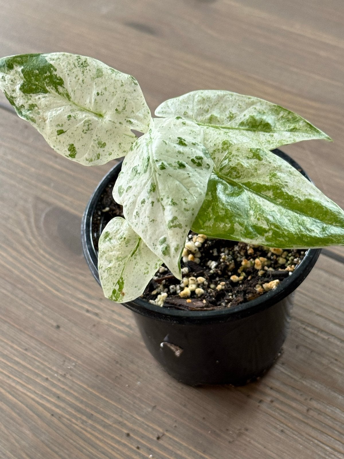 Alocasia macrorrhiza 'Splash' (s), Huis en Inrichting, Kamerplanten, Ophalen of Verzenden, Halfschaduw, Minder dan 100 cm