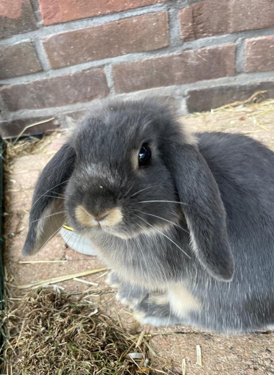 Gezocht! Voedster circa 1 jaar oud, Dieren en Toebehoren, Konijnen, Vrouwelijk, Dwerg