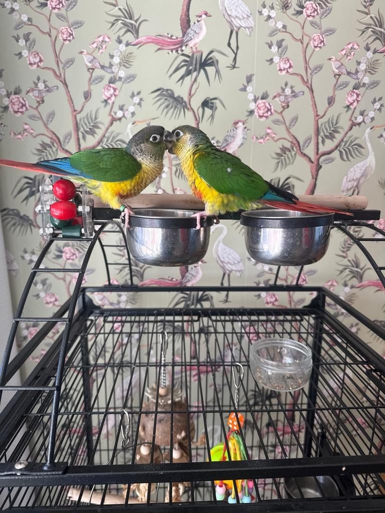 2 Vogels pyrrhura,s(groenwangparkiet), Dieren en Toebehoren, Vogels | Parkieten en Papegaaien, Parkiet, Vrouwelijk, Tam, Geringd