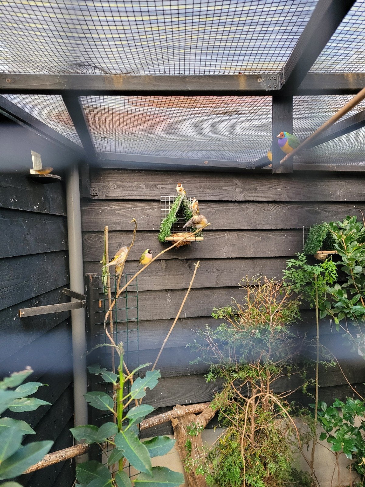 Diverse volière vogels, Meerdere dieren, Tam
