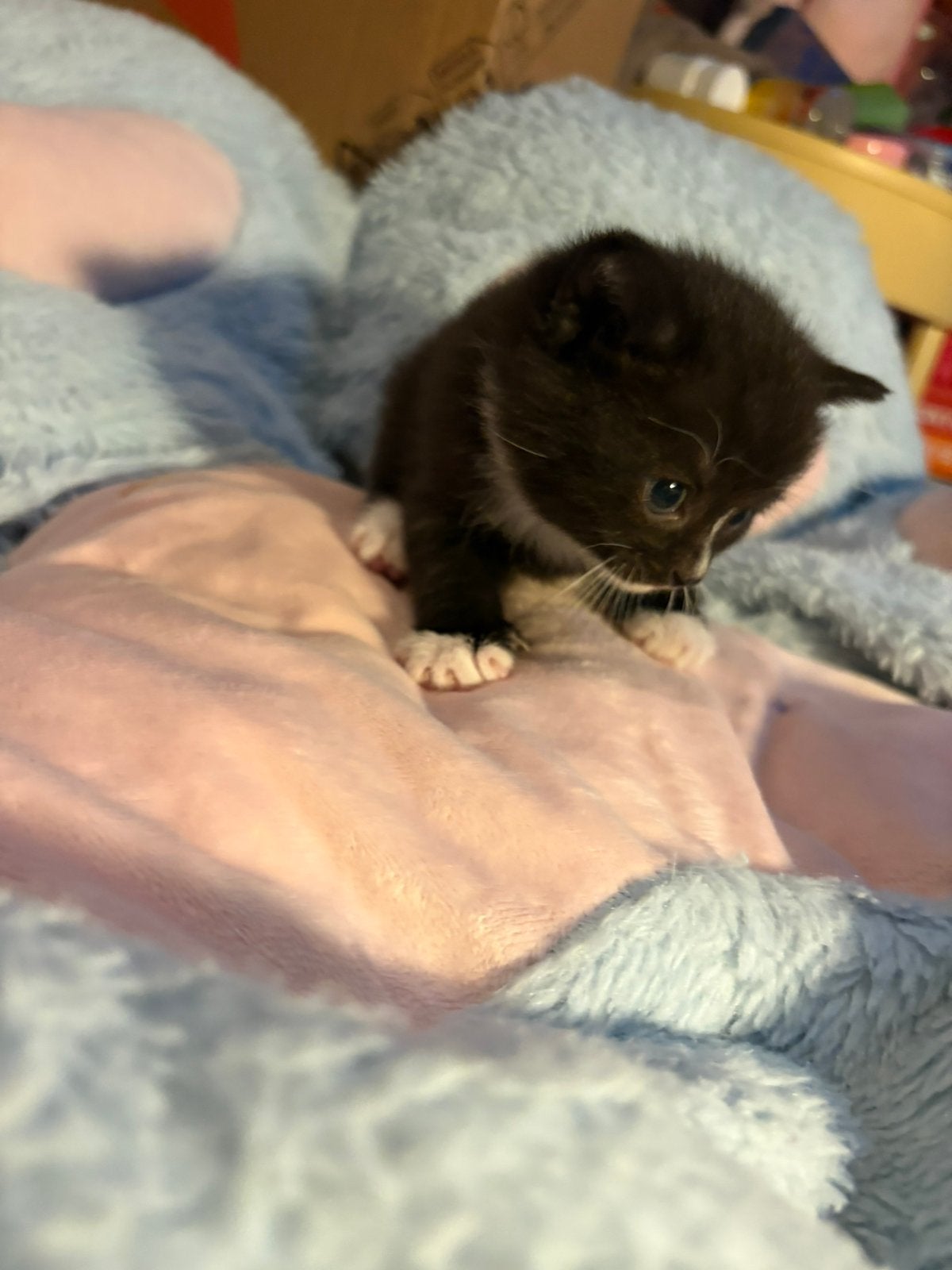 Brits Kortharen kittens, Meerdere dieren, 0 tot 2 jaar