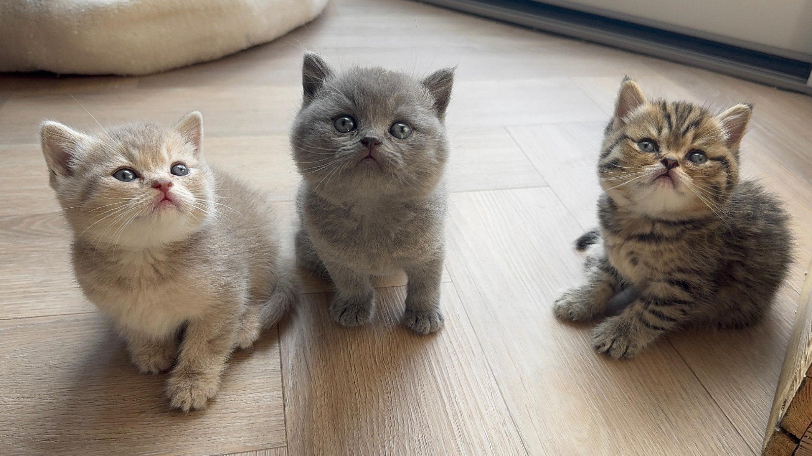 Prachtige Brits / Britse korthaar kittens  nog 2 beschikbaar, Dieren en Toebehoren, Meerdere dieren, Gechipt