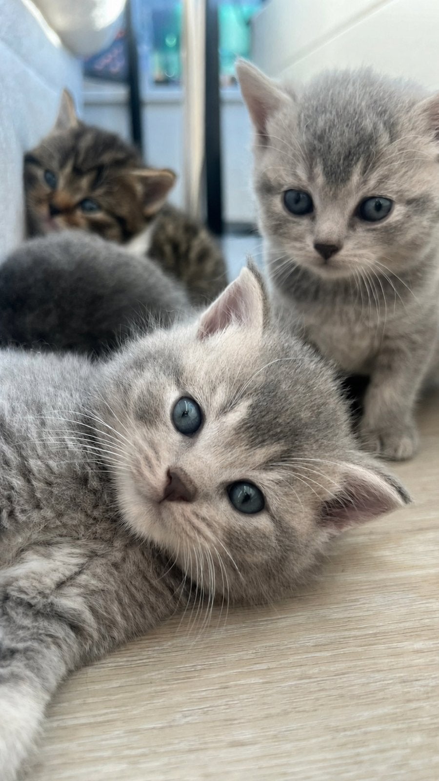 Adorable British Shorthair Kittens Seeking a Loving Home, Meerdere dieren, 0 tot 2 jaar