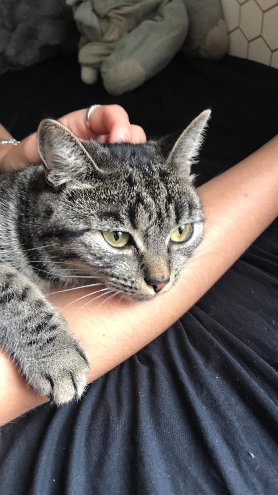 Vermist! Poes Maya in Zelhem, Dieren en Toebehoren, Kat