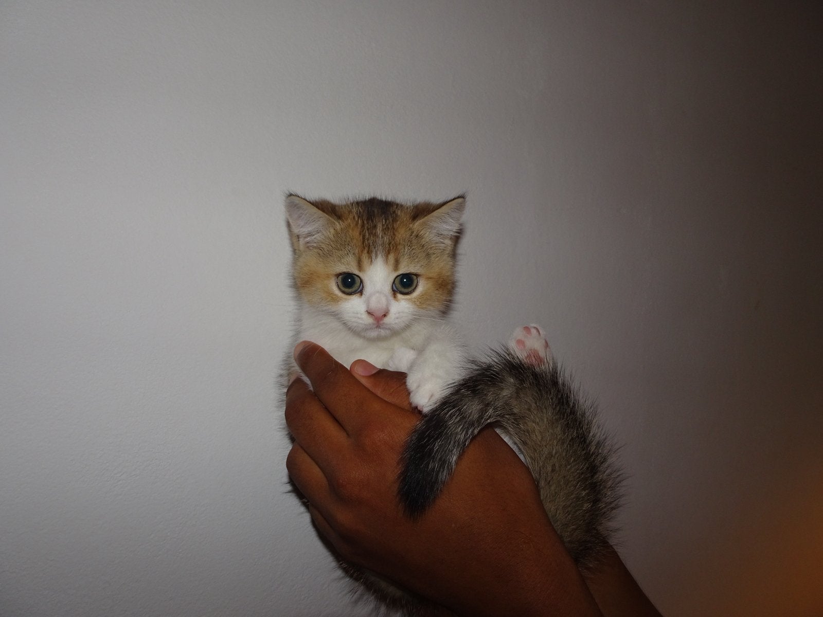 Britse korthaar kittens (direct weg), Meerdere dieren, Ontwormd