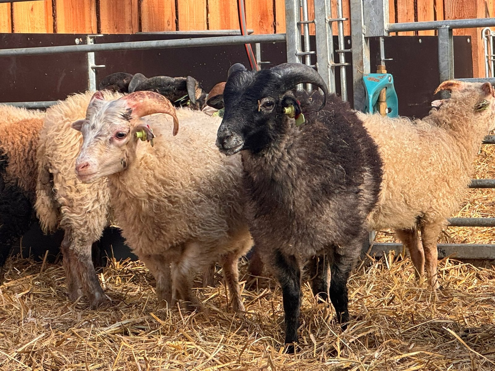 Ouessant ram lammeren, Mannelijk, Schaap