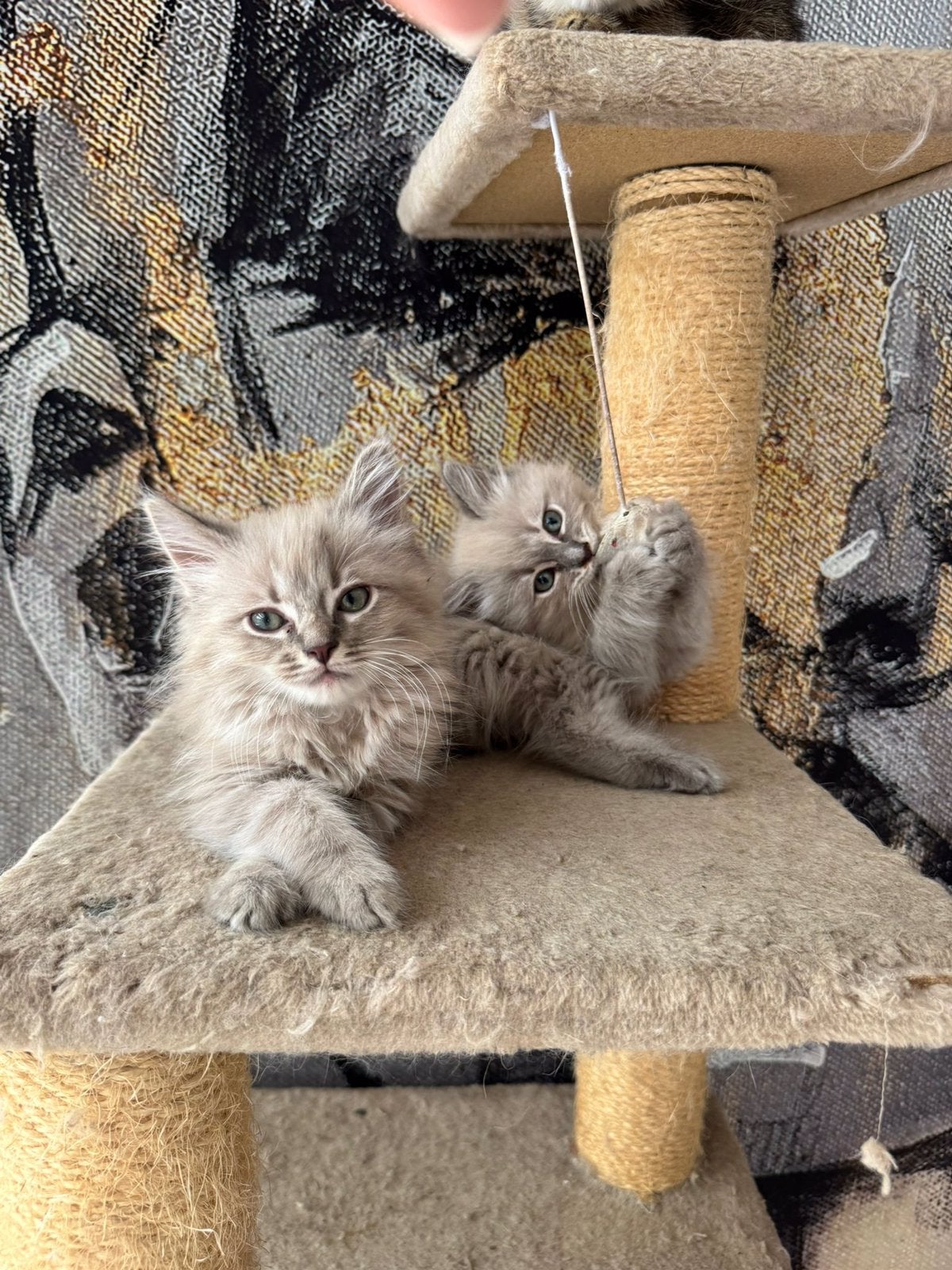 Ragdoll kittens mogen weg, Meerdere dieren, Ontwormd, 0 tot 2 jaar