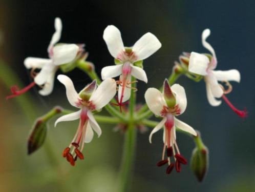 Caudex Pelargonium Carnosum uit Zuid Afrika. Potmaat 17 cm., Huis en Inrichting, Kamerplanten, Overige soorten, In pot, Minder dan 100 cm