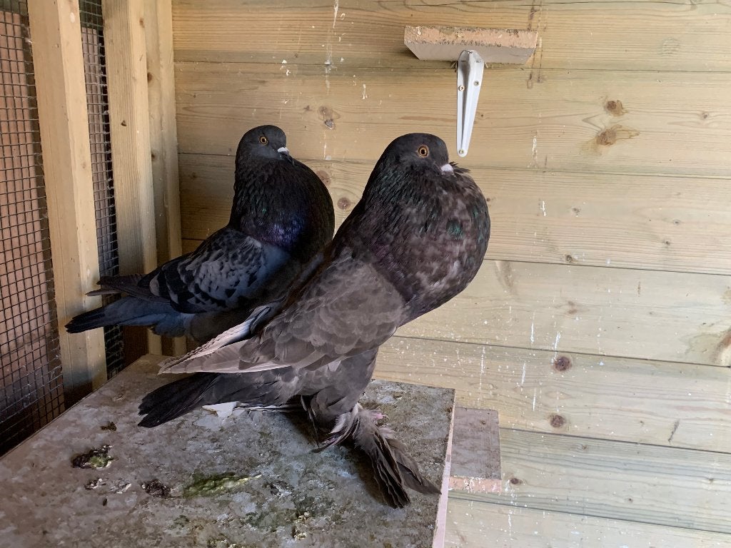 Koppel Gentse kroppers, Meerdere dieren, Kropper