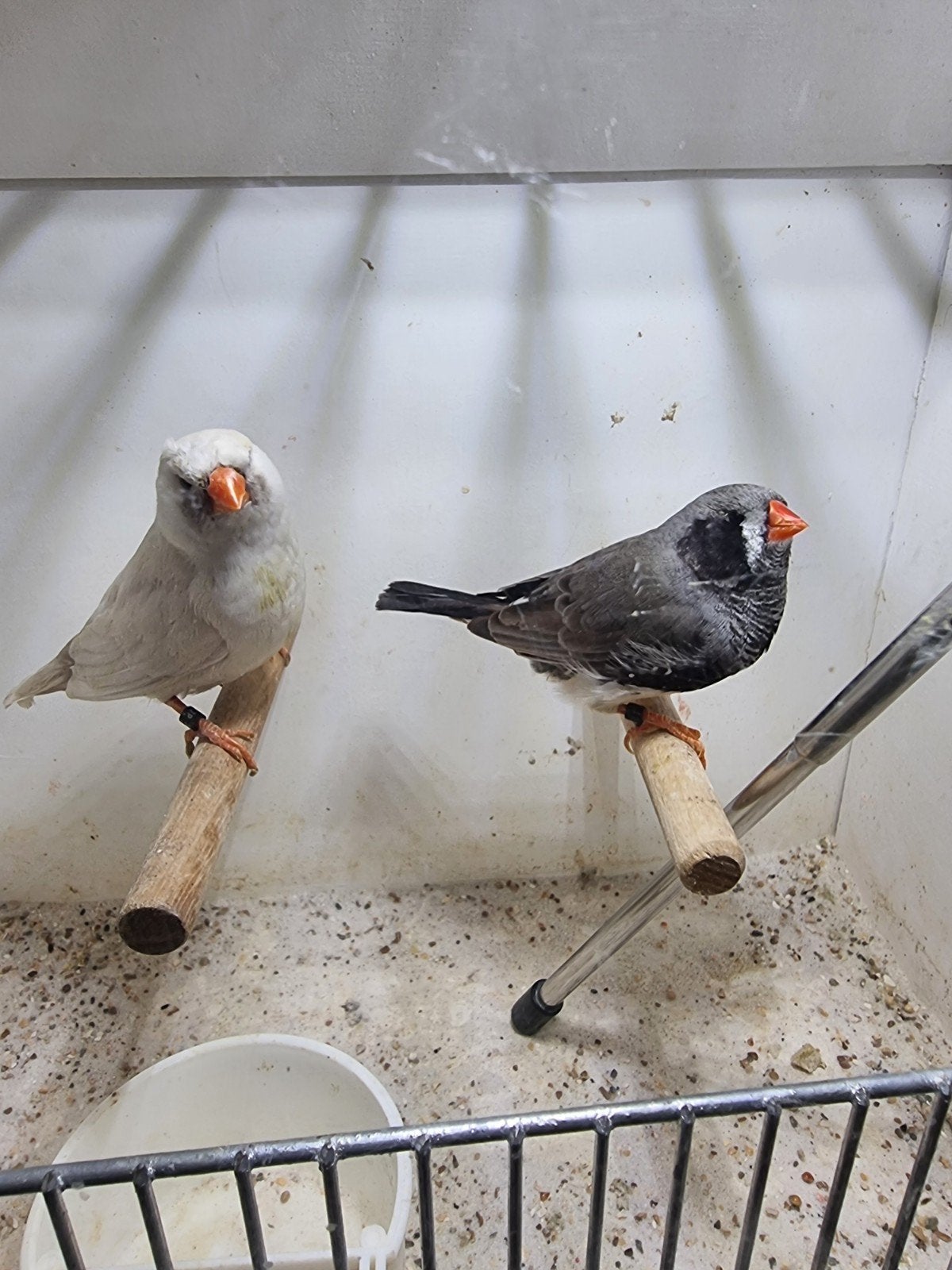 Te koop koppel charcoal zwartewang
Man split charcoal zwarte, Meerdere dieren