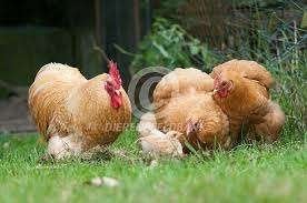 Cochin-kriel Wyandotte-kriel Brahma-groot Orpington-groot, Dieren en Toebehoren, Pluimvee, Vrouwelijk, Kip