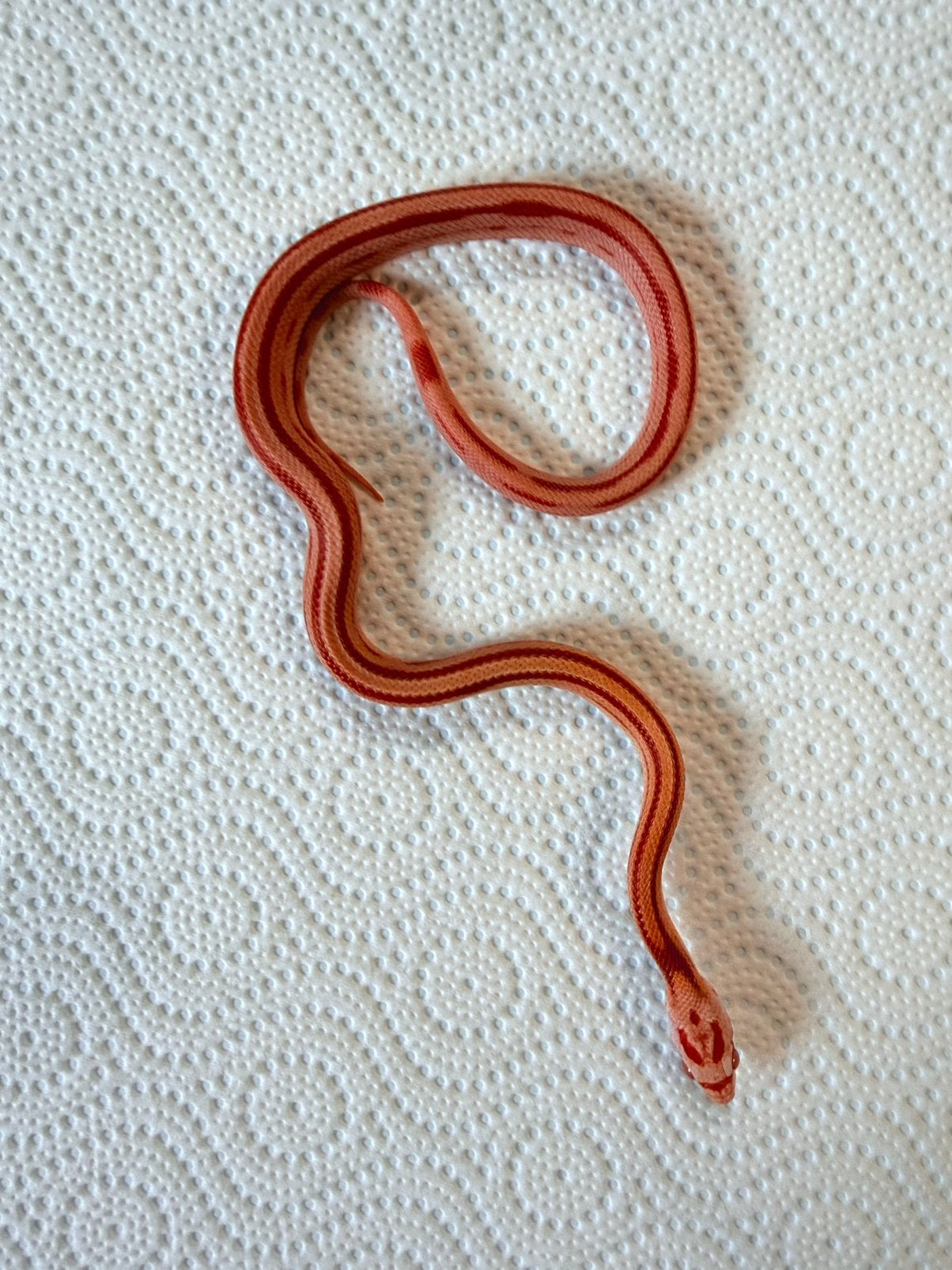 Jonge Amel Stripe korenslangen – geboren juli 2026 Corn Snake photo 6