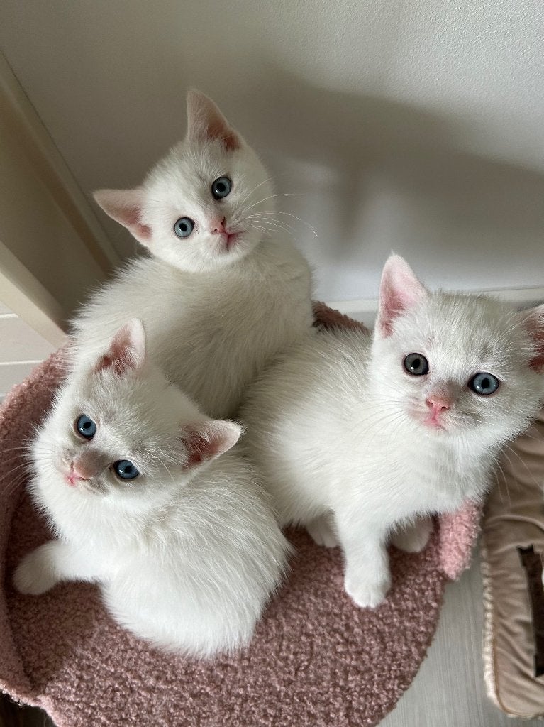 Prachtige Brits korthaar kittens - blue en odd eyed, Dieren en Toebehoren, Katten en Kittens | Raskatten | Korthaar, Meerdere dieren