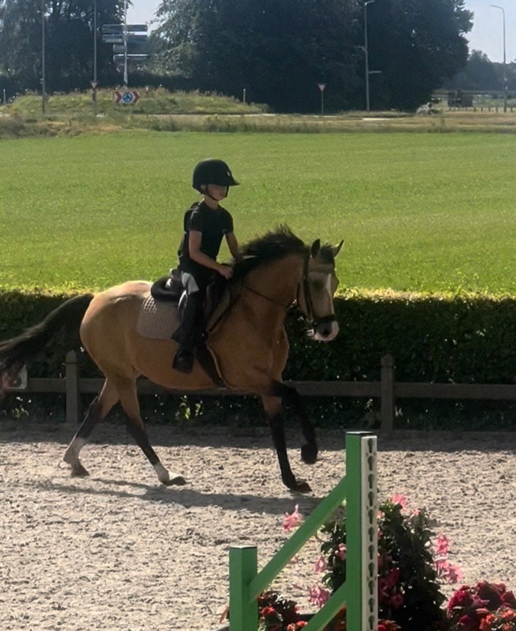 Super leuke D pony, Dieren en Toebehoren, Merrie, Met stamboom, 3 tot 6 jaar, L