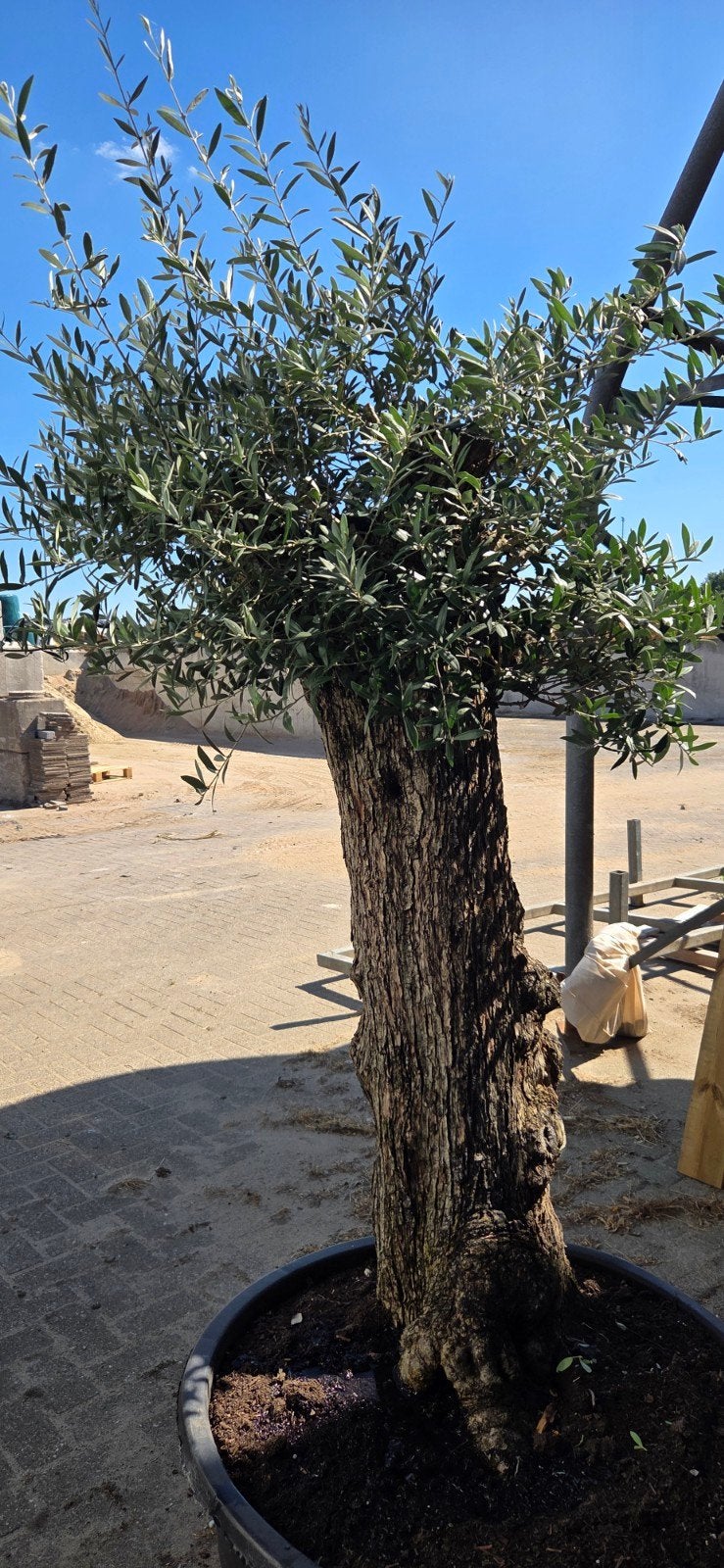 Prachtige Olijfboom - Brengt Mediterrane sfeer in uw tuin, Volle zon, Vaste plant, Lente, Ophalen